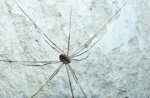 Phalangium opilio
